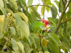 Amazona viridigenalis