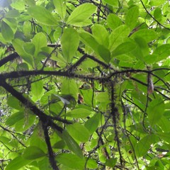 Symplocos macrocarpa kanarana