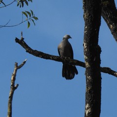 Columba elphinstonii