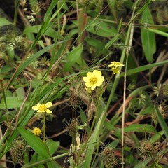 Senecio neelgherryanus