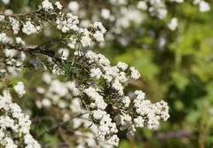 Ozothamnus thyrsoideus