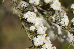 Ozothamnus thyrsoideus