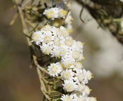 Ozothamnus thyrsoideus