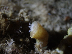 Isaurus tuberculatus