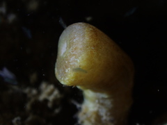 Isaurus tuberculatus