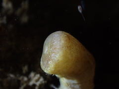 Isaurus tuberculatus