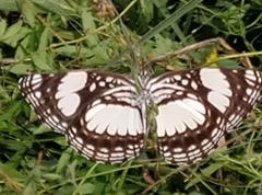Pseudoneptis bugandensis