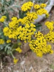 Senecio hypoleucus