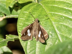Notocrypta curvifascia