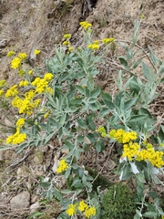 Senecio hypoleucus