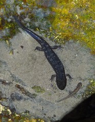 Desmognathus marmoratus