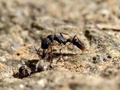 Harpegnathos venator