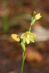 Thelymitra tigrina