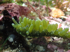 Sacoproteus smaragdinus