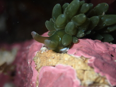 Sacoproteus smaragdinus