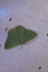 Prasinocyma semicrocea