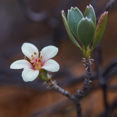 Hinahina (Geranium cuneatum)
