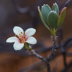 Geranium cuneatum tridens