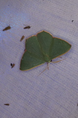 Prasinocyma semicrocea