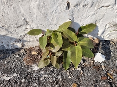 Magnoliopsida
