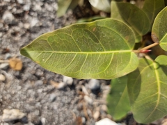 Magnoliopsida