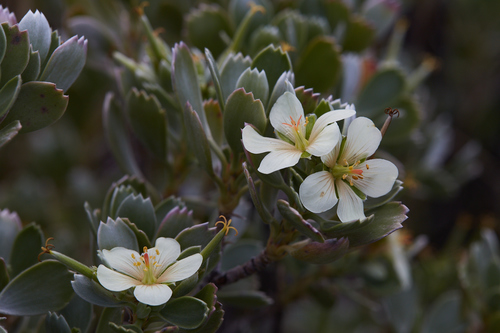 Hinahina (Geranium cuneatum)