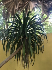 Dracaena cochinchinensis