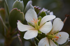 Geranium cuneatum tridens