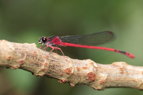 Megalagrion blackburni observed 2021-06-08