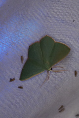 Prasinocyma semicrocea