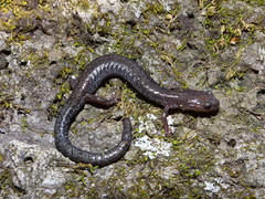 Plethodon hoffmani
