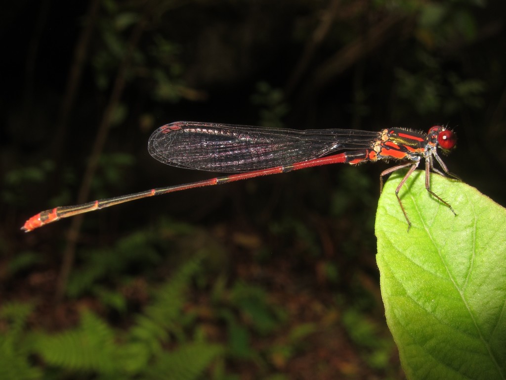 Hawaiian Upland Damselfly