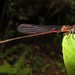Hawaiian Upland Damselfly - Photo (c) Karl Magnacca, some rights reserved (CC BY-NC), uploaded by Karl Magnacca