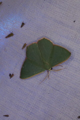 Prasinocyma semicrocea