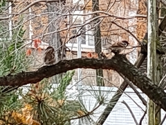 Passer montanus