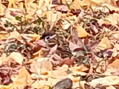 Passer montanus