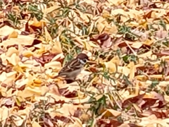 Passer montanus