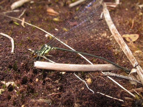 Megalagrion amaurodytum