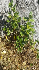Coprosma repens