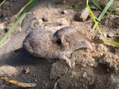 Myosorex varius