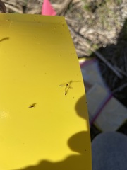 Leptopteromyia americana