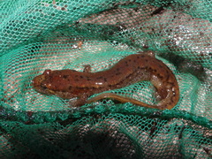 Desmognathus planiceps