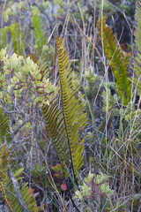 Polypodium pellucidum