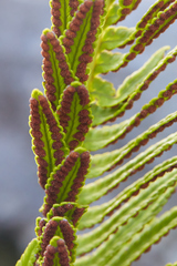 Polypodium pellucidum