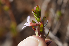 Lythrum maritimum