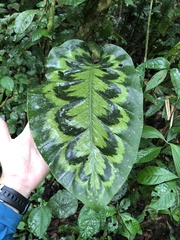 Goeppertia pseudoveitchiana, photograph Jared Shorma, CC BY, iNaturalist via GBIF