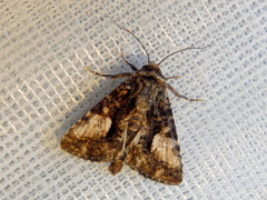 Aedia acronyctoides