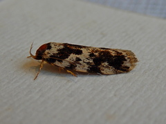 Barea confusella