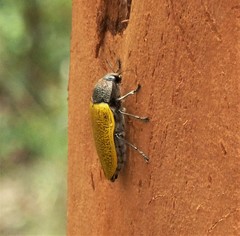 Temognatha goryi