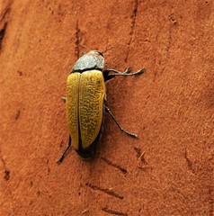 Temognatha goryi